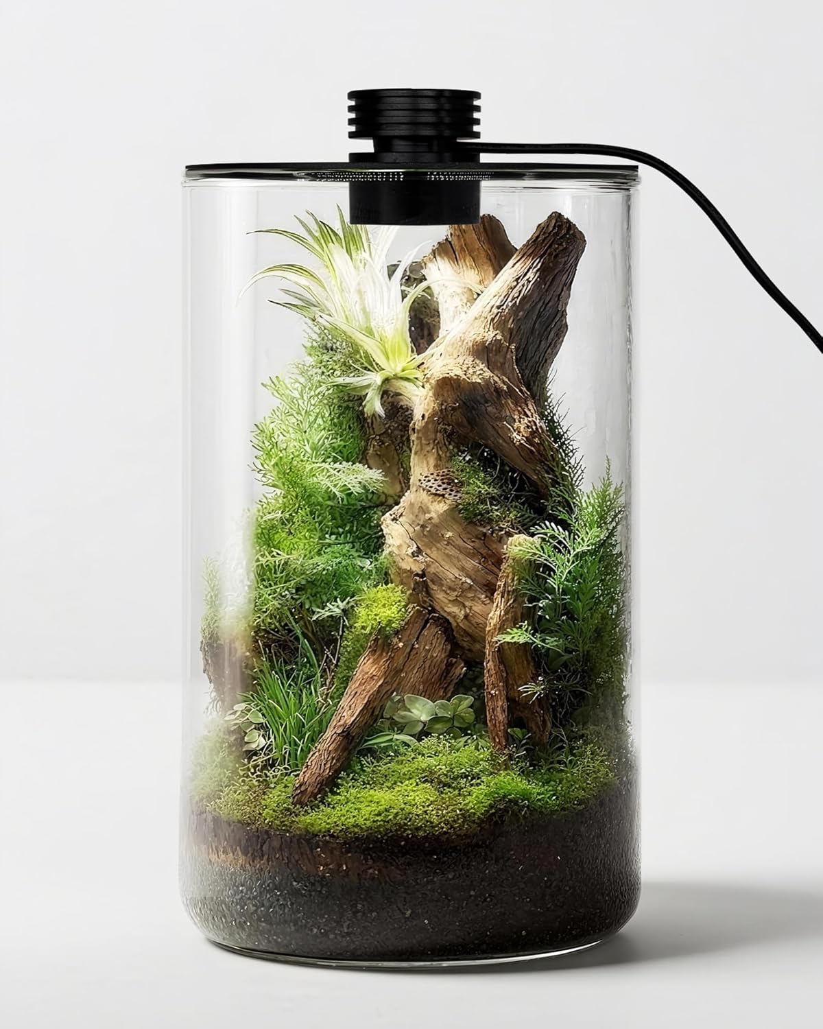 Planted Tank - กระถางแก้วในร่มพร้อมไฟปลูกต้นไม้ ขนาด 9.8 นิ้ว สูง ×