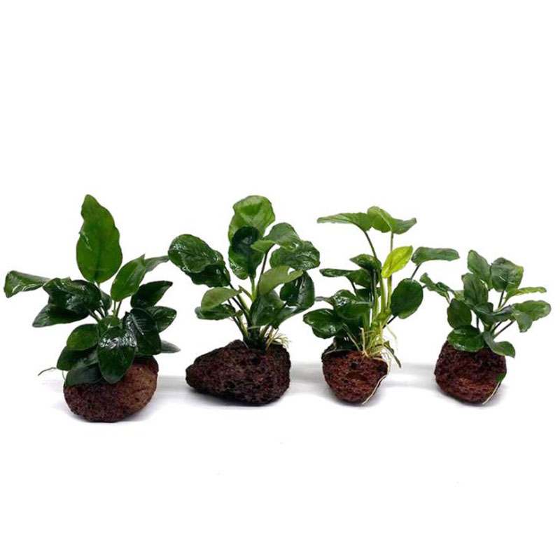 Volcanic Aquarium ตกแต่งปลาถัง - Live Plant Aquarium บทวิจารณ์และราคา