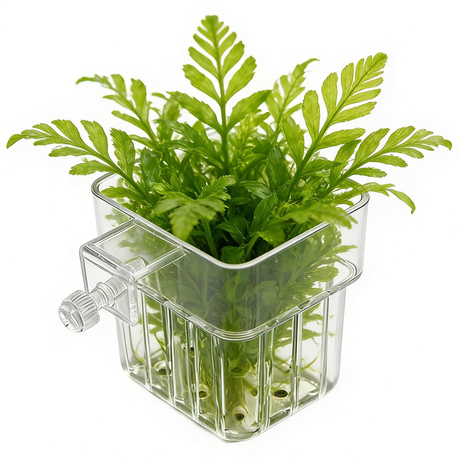 กระถางแขวนใสสำหรับปลูกต้นไม้ใน - Aquarium Plant Holder บทวิจารณ์และราคา