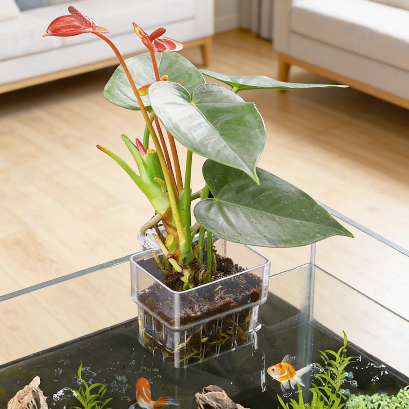 กระถางแขวนใสสำหรับปลูกต้นไม้ใน - Aquarium Plant Holder บทวิจารณ์และราคา