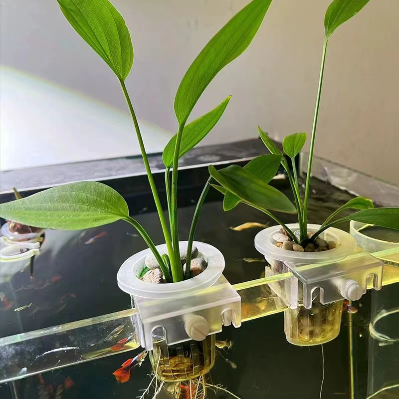 ตะกร้าปลูกตู้ปลาแบบไฮโดรโปนิกส - Aquarium Plants Live บทวิจารณ์และราคา