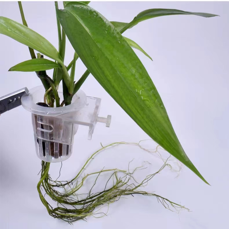 ตะกร้าปลูกตู้ปลาแบบไฮโดรโปนิกส - Aquarium Plants Live บทวิจารณ์และราคา