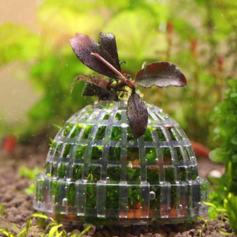 【B】อุปกรณ์ตกแต่งตู้ปลา ของตกแต - Aquarium Plants Live บทวิจารณ์และราคา